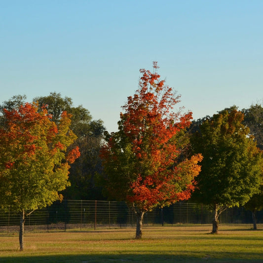 Fall in the Texas Hill Country