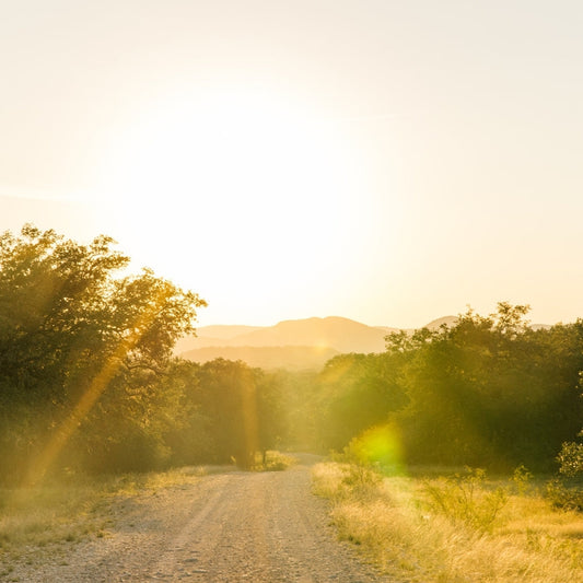 Savoring Utopia: Dining and Entertainment Around Town