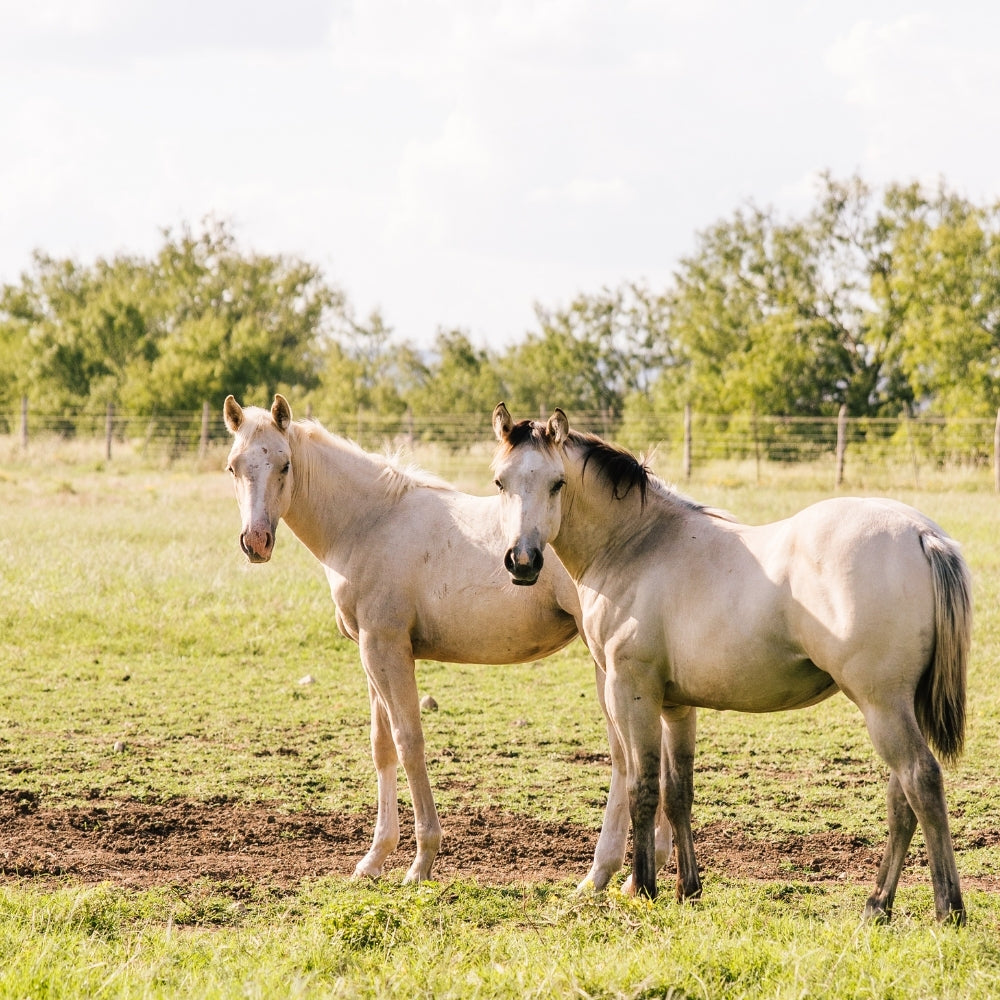 When to Visit Utopia: Our Favorite Weekends of the Year