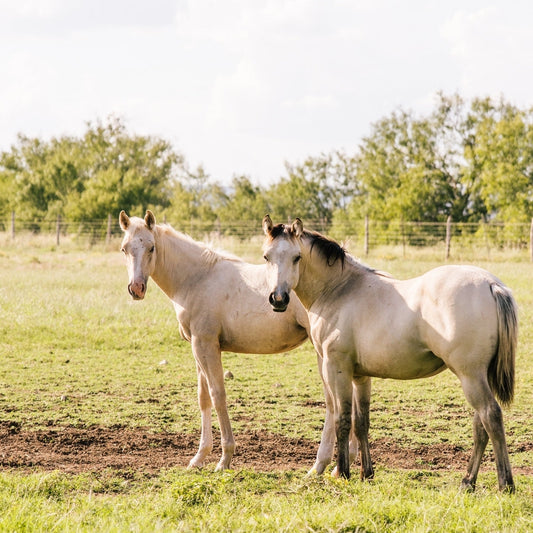 When to Visit Utopia: Our Favorite Weekends of the Year