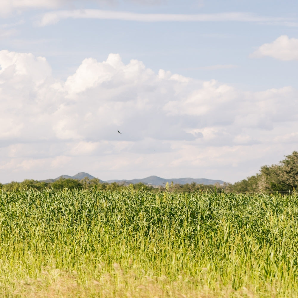 Why We Love the Sabinal Canyon (and Think You Will Too)