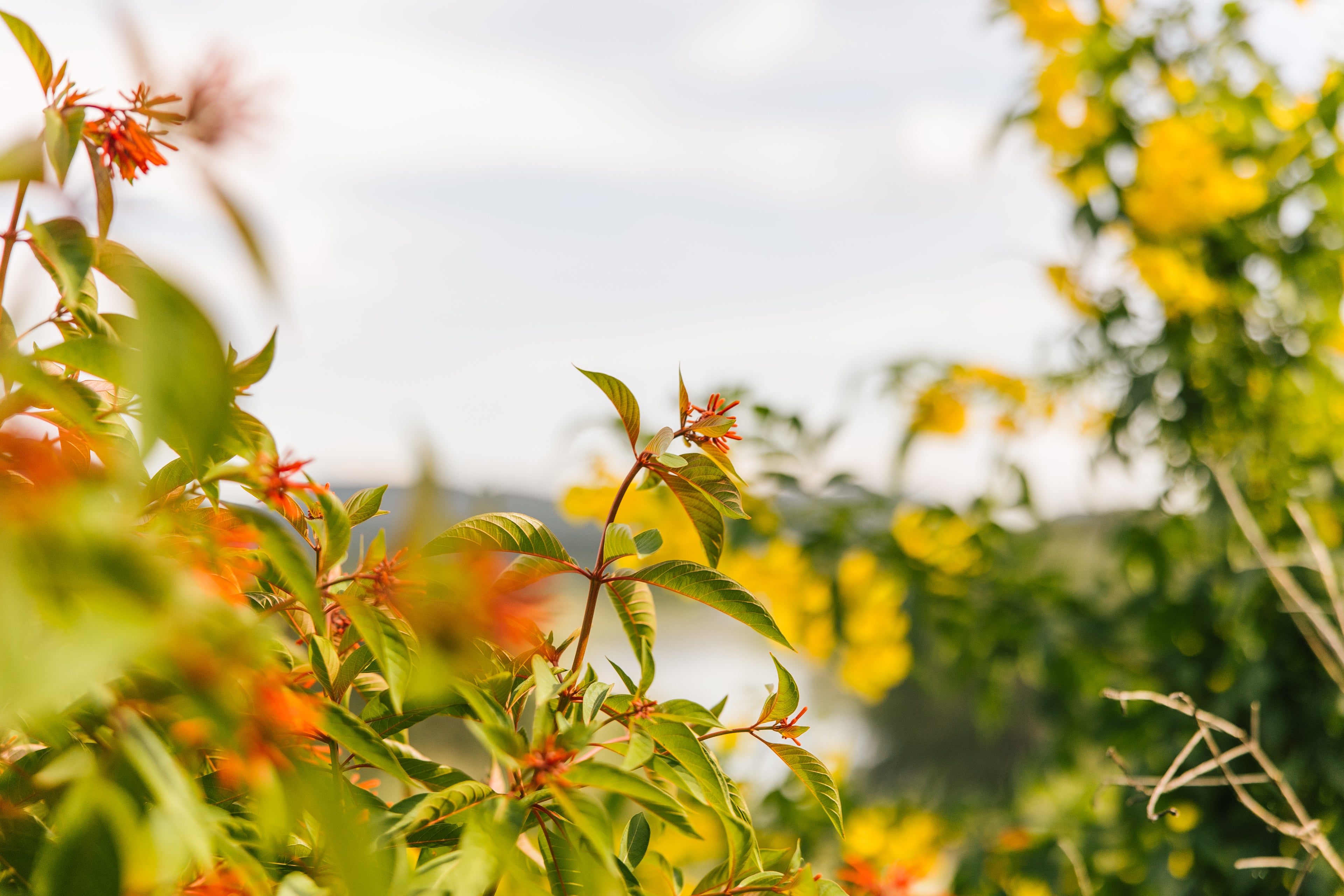 Close-up of green leaves and orange flowers