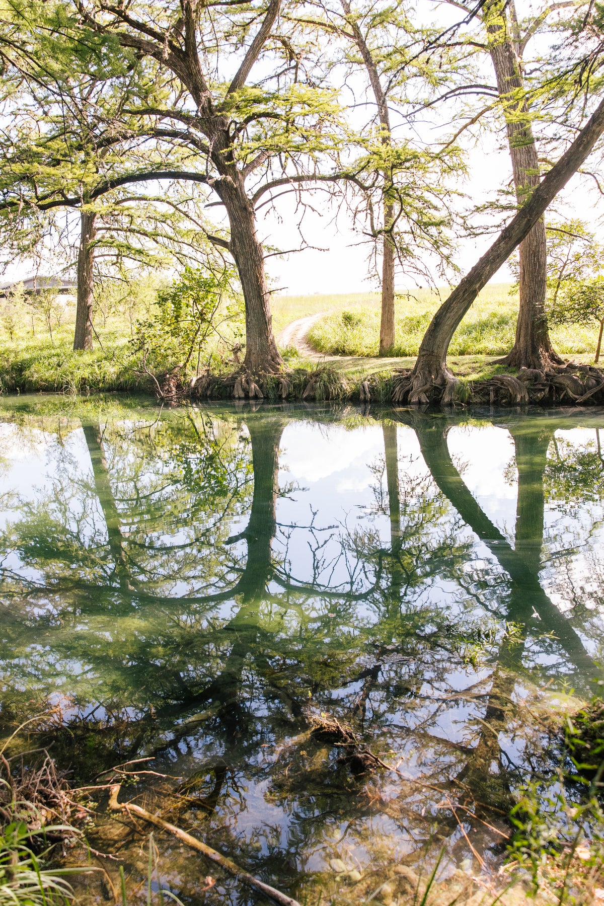 Reflective pond with trees and grass in the background