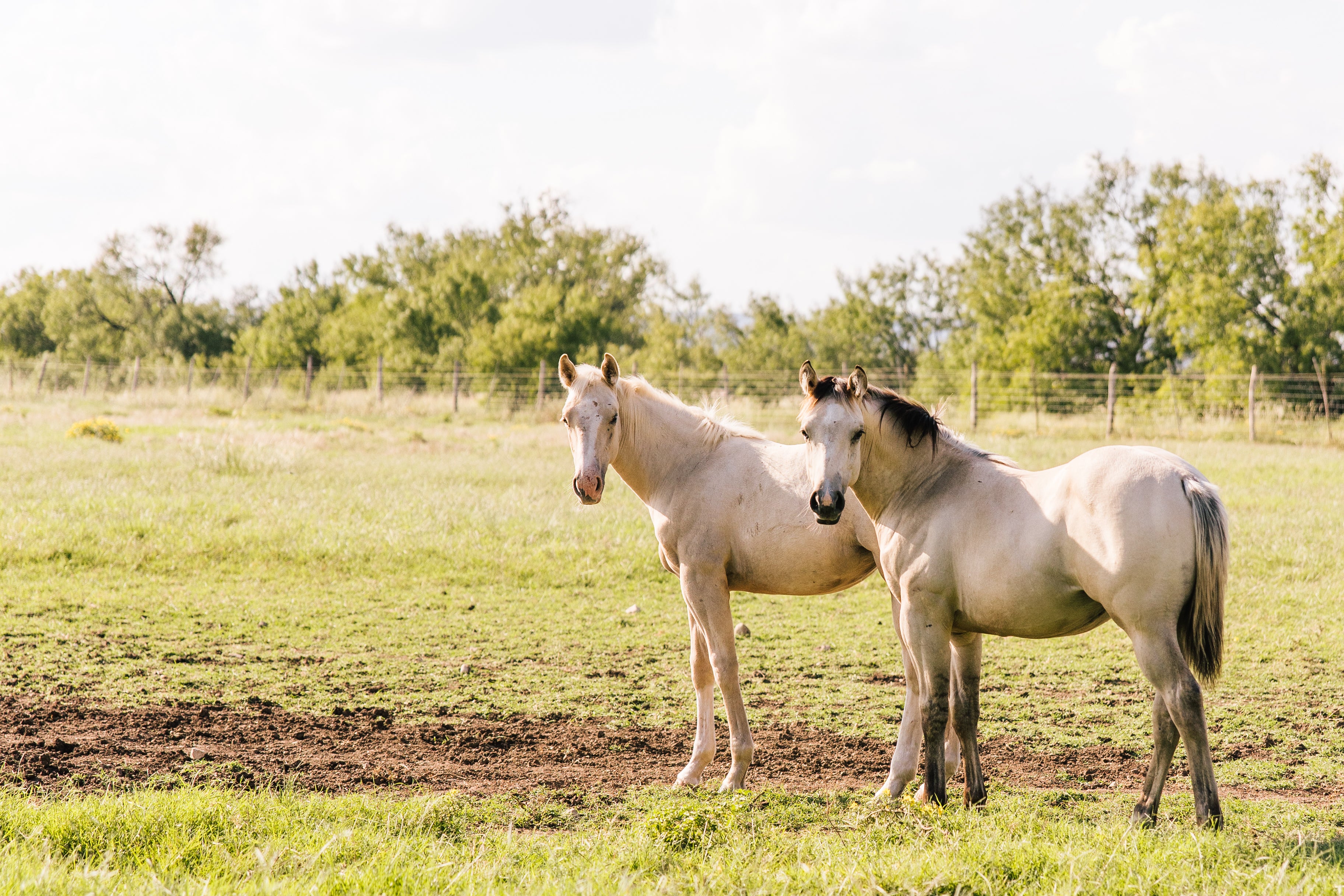 Two horses standing in a grassy field with trees in the background