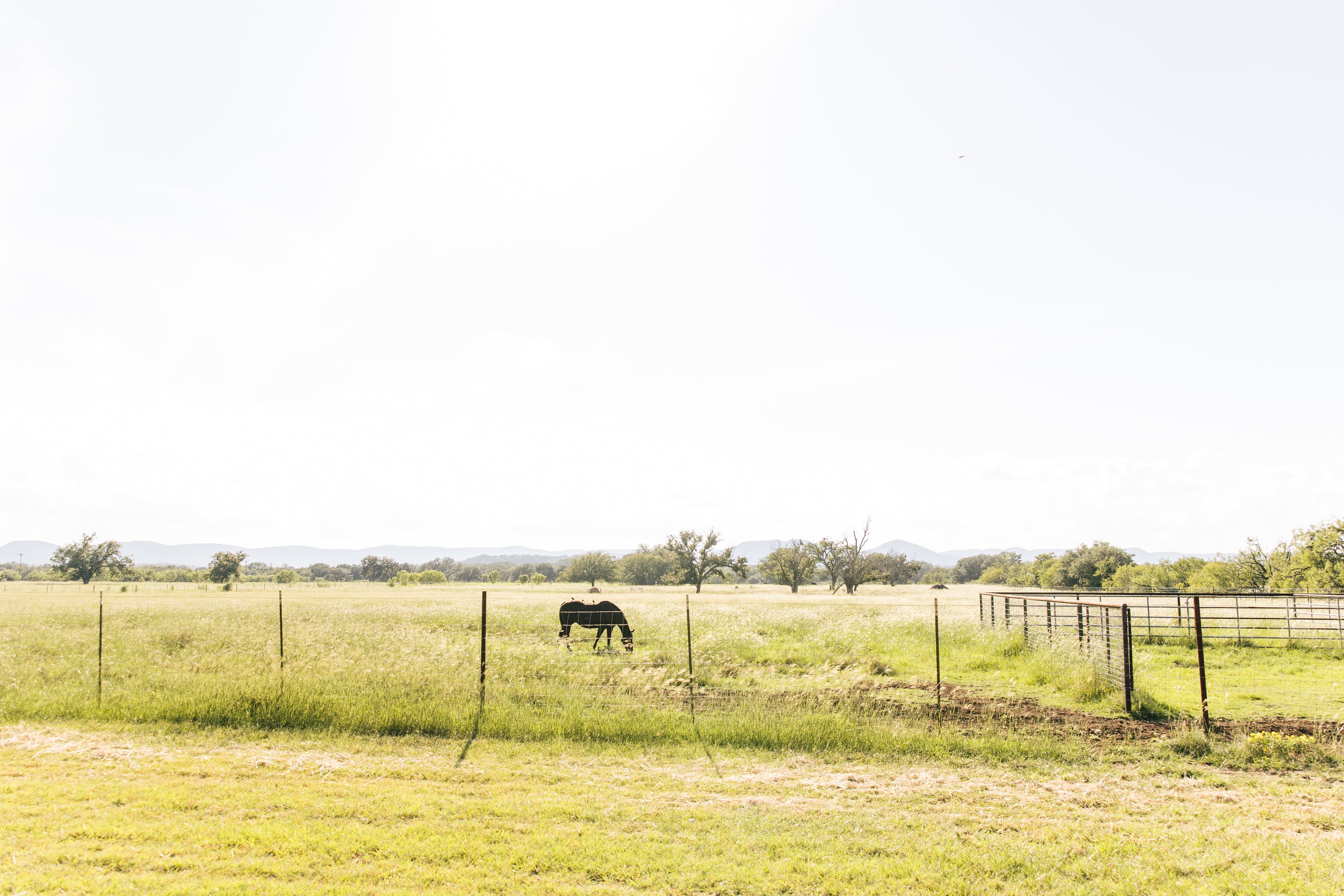Horse grazing in a fenced field with a clear sky