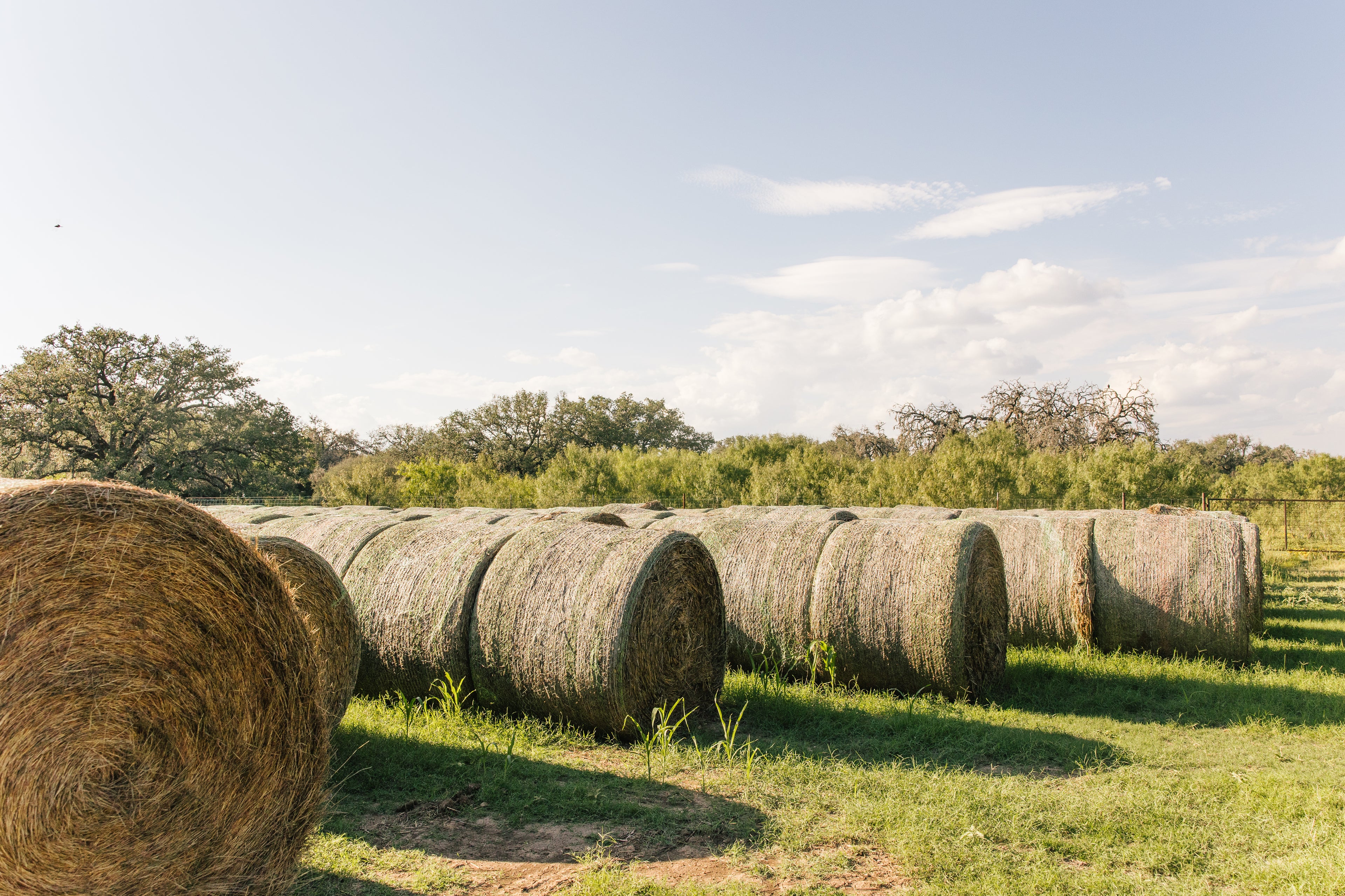 Hay bales in a field in Utopia, Texas