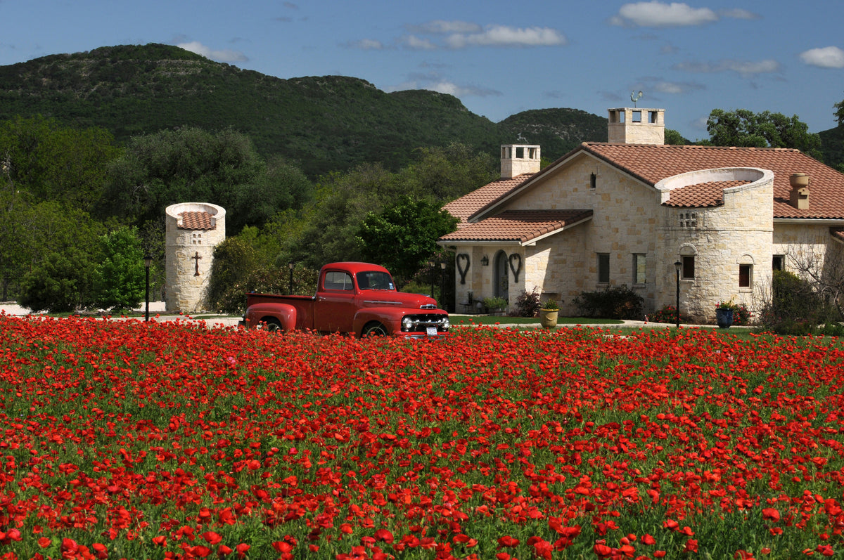Red truck parked in front of a stone building with a field of red flowers